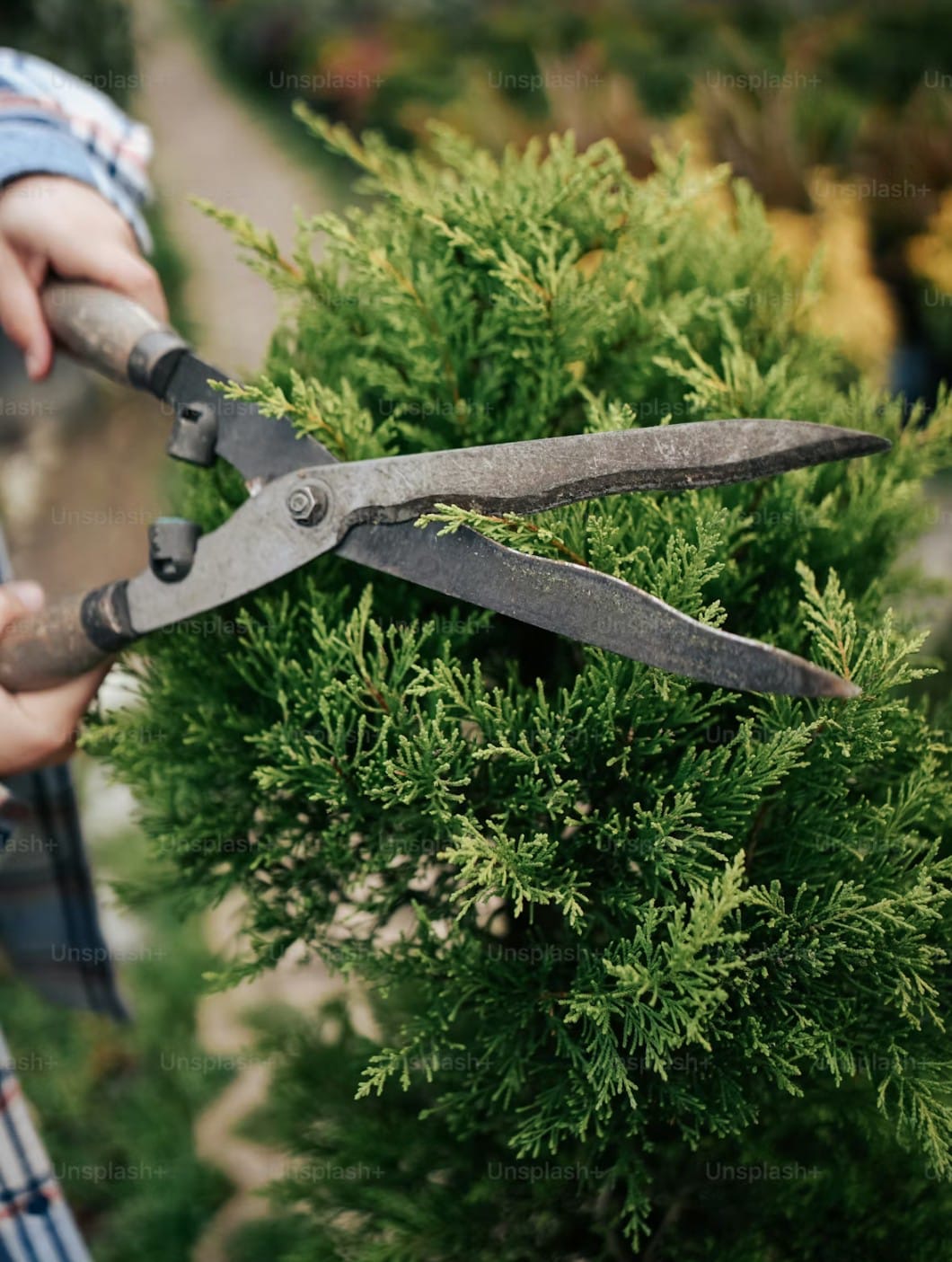 Gardening shears trimming a hedge