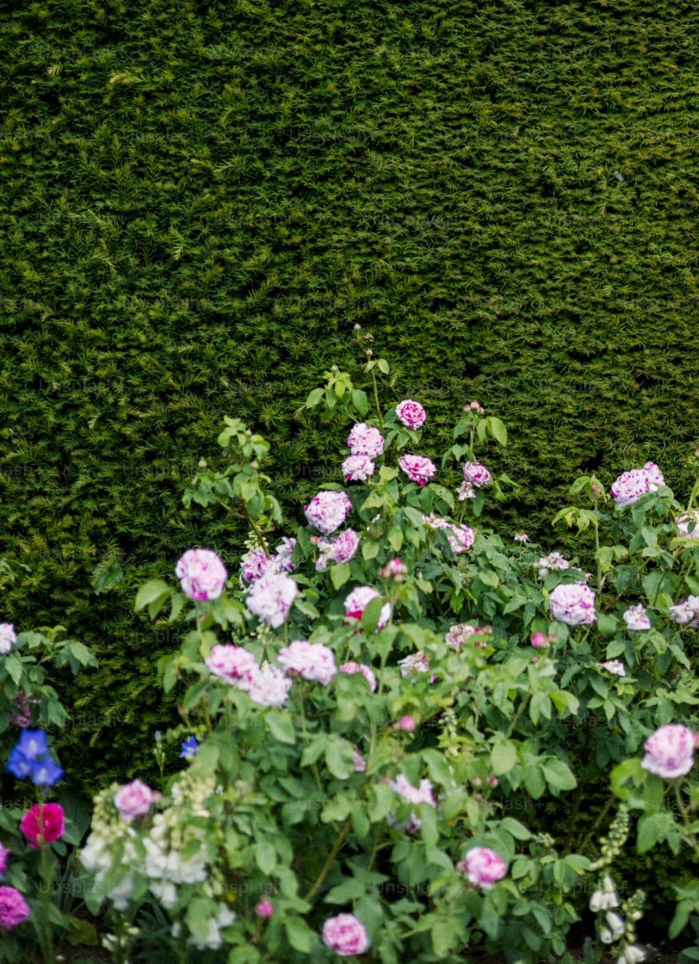 Hedges with rose garden