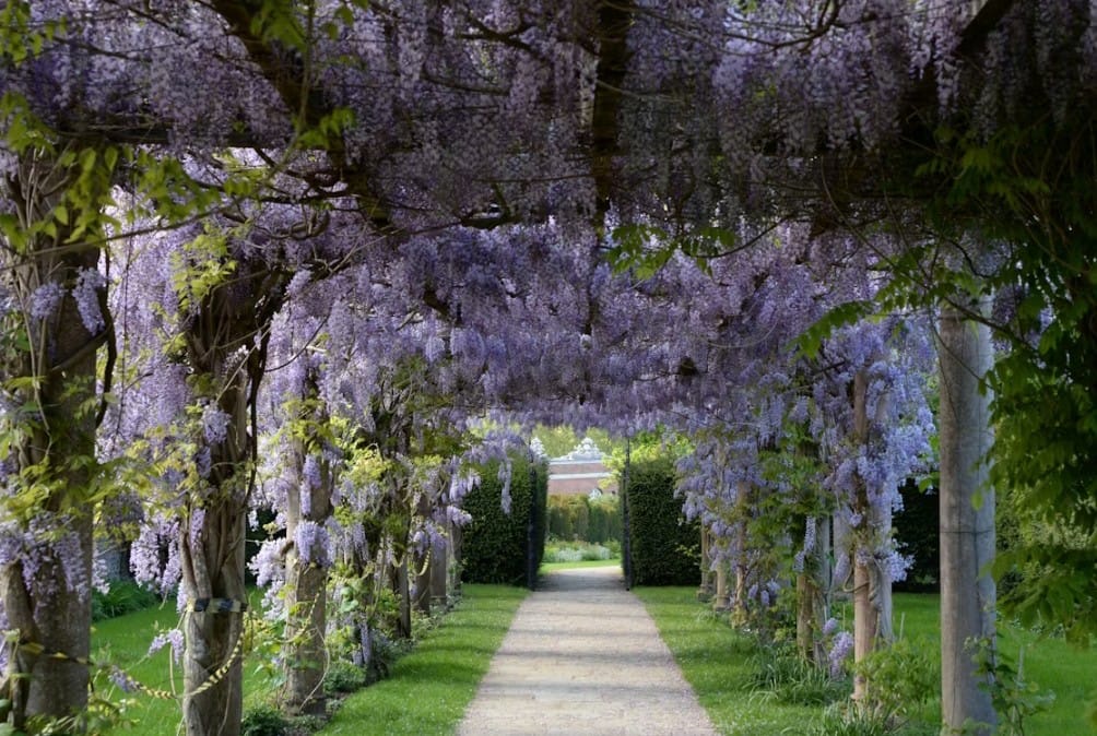 Wisteria-covered garden walkway